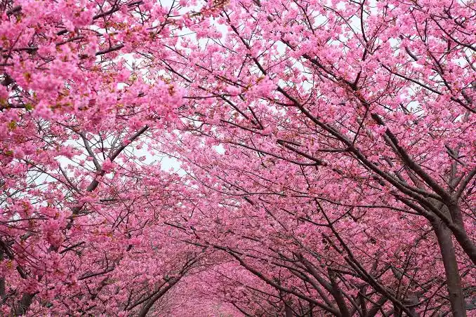 The Beauty and Meaning of Cherry Blossoms