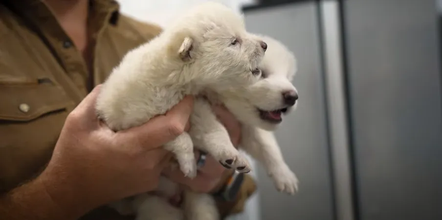 Dire Wolves Return: Scientists Create Puppies From Extinct DNA