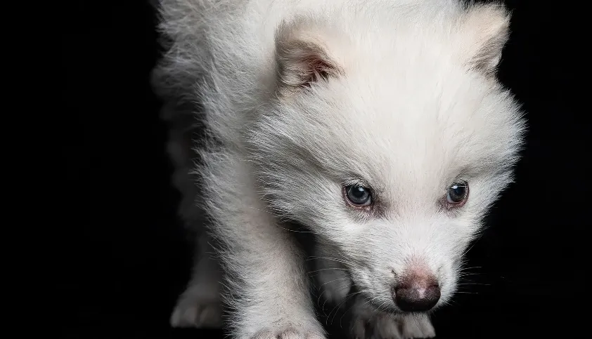 عودة الـ dire wolf: علماء ينجحون في إعادة حيوان منقرض للحياة